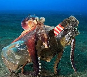 Octopuses were seen carrying plastic items around while ‘stilt-walking’. Photograph: Serge Abourjeily