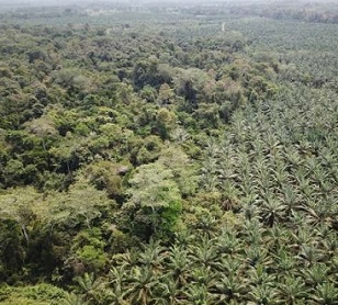 Oil palm trees, which produce the palm oil ubiquitous in many consumer products, in central Colombia. Credit: Paul Furumo