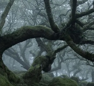 Wistman’s Wood, Dartmoor National Park, where many oaks are more than 500 years old. Photograph: ASC Photography/Alamy