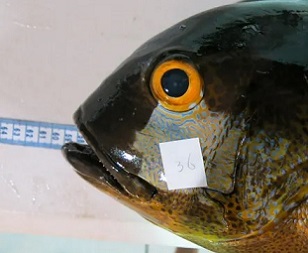 The 81-year-old midnight snapper, caught in 2016 off Western Australia, is the oldest known tropical reef fish. Photograph: Australian Institute of Marine Science