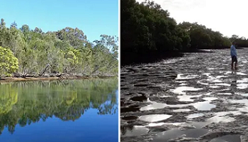 Tonnes of sediment is choking Coombabah Creek, which locals say has settled in the waterway since Serenity Cove development work. Composite: walkingthegoldcoast/Steve Jeffrey