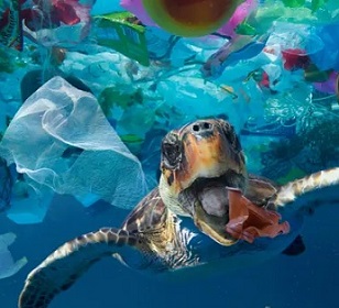 A turtle tries to eat a plastic cup: consumer items such as food containers make up the largest share of litter origins, the study found. Photograph: Paulo Oliveira/Alamy Stock Photo