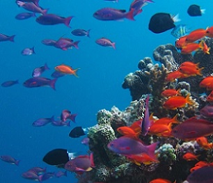  Several marine species are on a verge of extinction mostly due to overfishing | Image: GVI UK