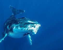 Humpback whale. credit - Sven Lindblad