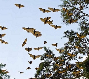 Invasive alien plants have reduced the habitat quality of the Mauritian flying fox, resulting in increased foraging in agricultural lands and urban environments. Credit: Pixabay