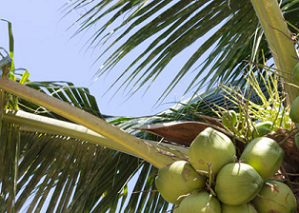 coconut tree. Photo credit - 123rf