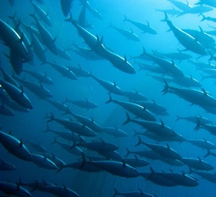 Albacore Tuna are spawning less, and that’s worrying some south Pacific nations. Credit - http://www.tunapacific.org/