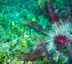  A new study reveals details of meadows that cover thousands of square kilometres of the ocean floor in between reefs in the northern section of the Great Barrier Reef. Photograph: Queensland University of Technology