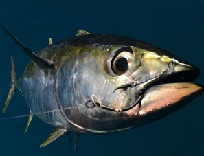 20445954 - a yellowfin tuna fish with a hook in its mouth from fishing Photo: ftlaudgirl/123RF
