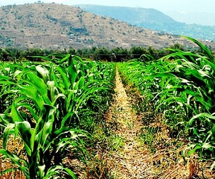 Protected areas vulnerable to growing emphasis on food security. Credit - https://www.theanchor.co.zw/