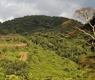 Land degradation at the edge of the Bwindi Impenetrable Forest National Park, Uganda