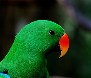 The vibrantly colored eclectus parrot (Eclectus roratus) is native to the Solomon Islands, New Guinea and northeastern Australia. Credit - Bernard Spragg via Flickr (CCO 1.0).