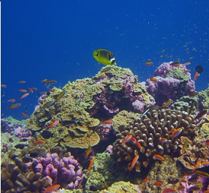 A healthy coral reef in the Phoenix Islands Protected Area in 2018. Credit: Michael Fox