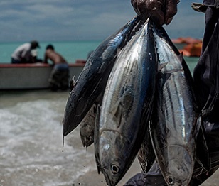 A fisherman holds a batch of tuna in Kiribati, where fishing is one of the most common occupations, on Sept. 25, 2015. JONAS GRATZER/LIGHTROCKET VIA GETTY IMAGES