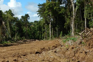 deforestation in PNG. 