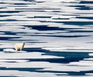 a polar bear stands on the ice in the Franklin Strait in the Canadian Arctic Archipelago. Credit - AP Photo/David Goldman, File (David Goldman)