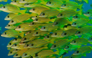  Palau’s marine sanctuary is twice the size of Mexico and aims to protect the country’s coral reefs and reef fish, such as snapper grunt (pictured). Photograph: Carlos Villoch/Alamy Stock Photo