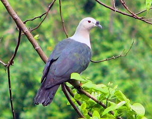 Pacific Pigeon, National Park of American Samoa. Credit - Tavita Togia, NPS