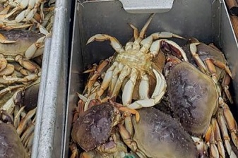 The Pacific Ocean is acidifying at such a rate that Dungeness crabs, some of the most valuable crustaceans in the Pacific Northwest, are suffering partially dissolved shells and damage to their sensory organs, a new study found. source - cnn.com