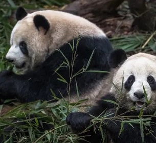 Giant pandas feed at the Chengdu breeding centre in in Sichuan province. Photograph: Roman Pilipey/EPA