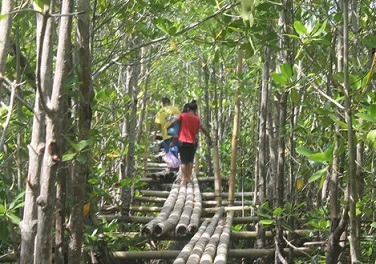 Mangrove forest in wetlands of Lebak, Sultan Kudarat, Philippines. Bonvallite/Wikimedia, CC BY-SA