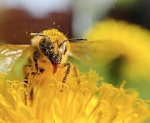 animal pollination supply a major proportion of nutrients in the human diet. source - https://island.lk/