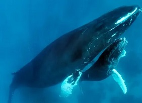 A humpback whale and calf. A man has rescued a whale calf stuck in nets off the Gold Coast, Australia, while officials took more than two hours to respond. Photograph: Norbert Probst/Alamy