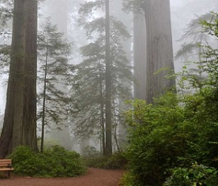 Redwood Forest. Credit: Pixabay/CC0 Public Domain