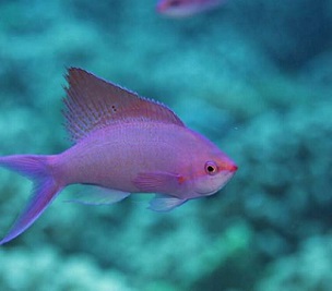 Reef fish in French Polynesia, Moorea. Credit - Sergio Floeter