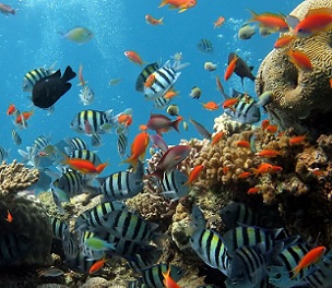 Reef fish and corals. Credit: CC0 Public Domain