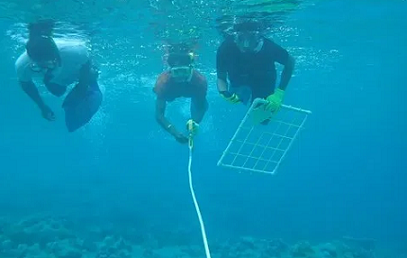students in the Marshall Islands Nearshore Training program recover a transect line after measuring coral and algae cover. credit - Alexandra Runyan 