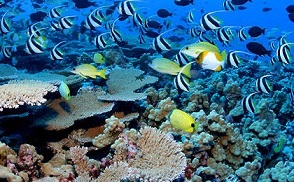 Rapture Reef at French Frigate Shoals. JAMES WATT / INSTITUTE FOR OCEAN CONSERVATION SCIENCE