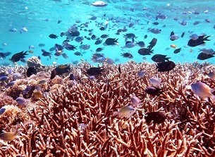 A coral reef off of the island of Komodo, Indonesia. Credit - Sara Simmonds, UCLA
