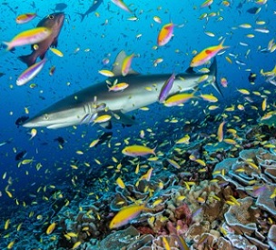 Study finds that remote ocean wilderness areas are sustaining fish populations much better than some of the world’s best marine reserves. Credit - Enric Sala