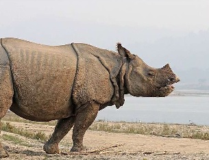 one-horned rhinoceros (Rhinoceros unicornis). Credit: Sharp Photography