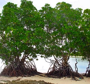 Rhizohpora mangrove in North Tarawa, Kiribati. Credit - V. Jungblut, SPREP