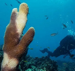 A researcher off the Virgin Islands swims past a pillar coral showing signs of stony coral tissue loss disease (SCTLD). Photographs: Lucas Jackson/Reuters