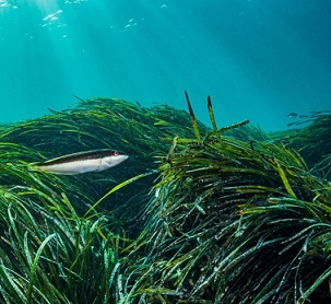 Scientists say the symbiotic bond formed between nitrogen-fixing bacteria and Neptune seagrass is an example of convergent evolution. Photo by Shane Gross/NPL/Minden Pictures