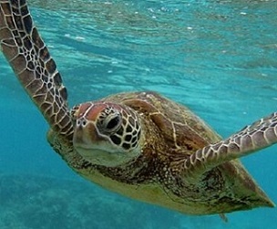 Sea turtle. Credit - Mark Kolbe/Getty Images.