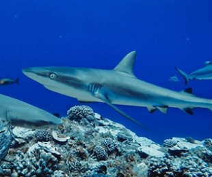 Grey reef sharks are are officially classed as ‘near threatened’ as they are hunted for their fins and meat (Photo: GLOBAL FINPRINT/AFP/Getty)