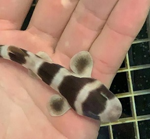Scientists bring to life nearly 100 baby sharks through artificial insemination. Credit - Jay Harvey, Aquarium of the Pacific 