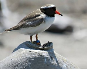 Shore plover numbers on Portland Island are in for a boost from Rocket Lab. Credit - Hawkes Bay Today