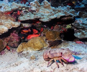A regal slipper lobster on massive corals off the coast of Molokai in the main Hawaiian Islands. (NOAA/Ray Boland)