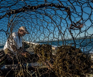 A fisher in Mauritius adds bait to a wire fish trap. Credit: Tommy Trenchard/Panos