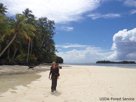 Palau forests