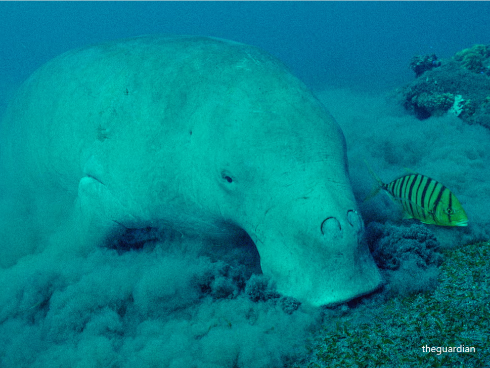 Dugong