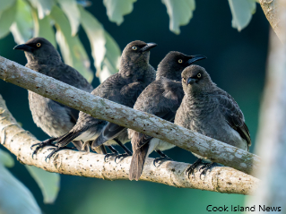 Rarotonga starling