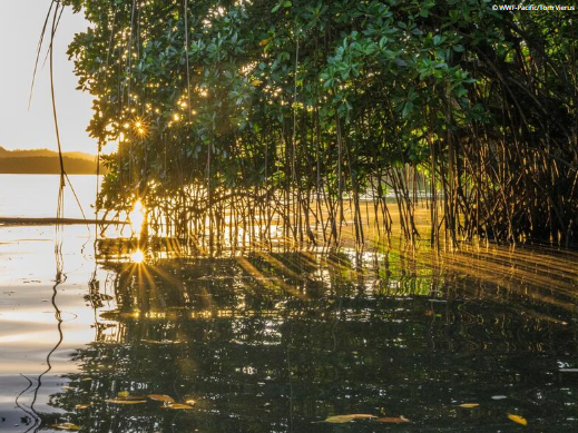 Mangroves