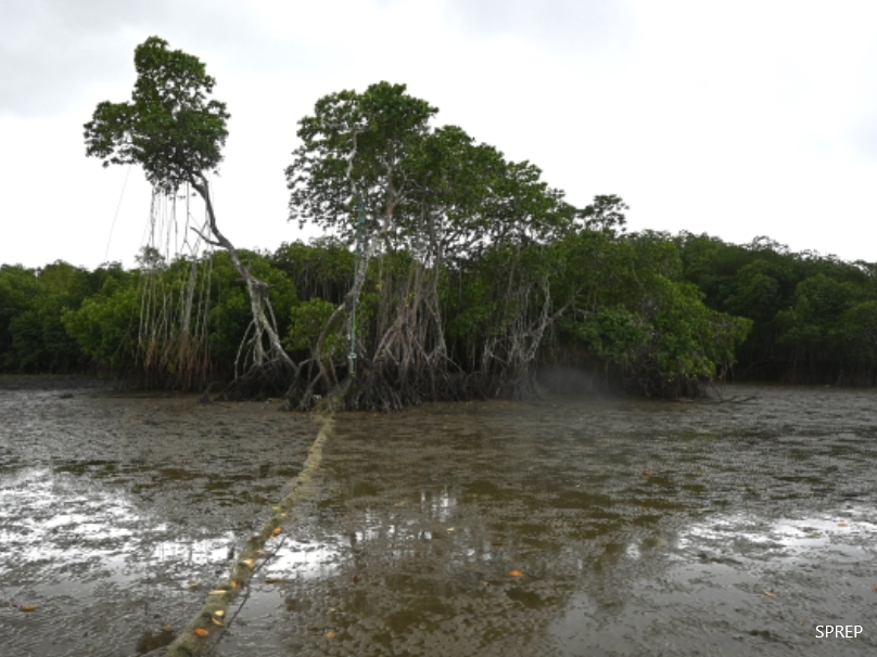 Mangroves