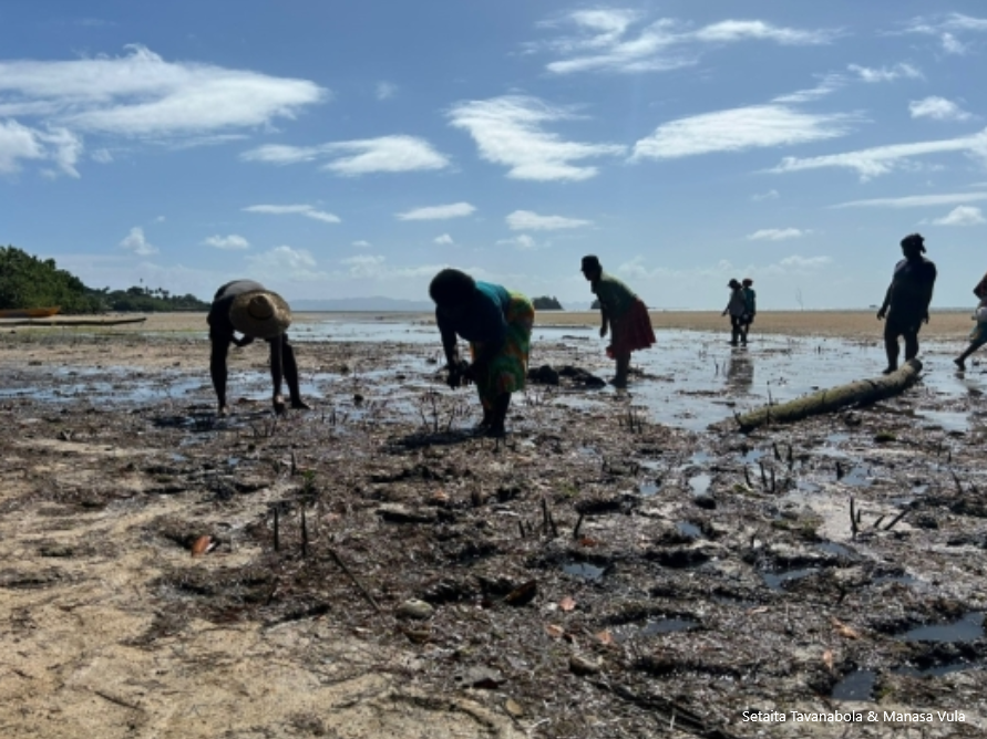 Mangrove rehabilitation